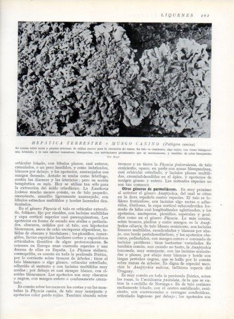 LAMINA V13610: Hepatica terrestre o Musgo canino