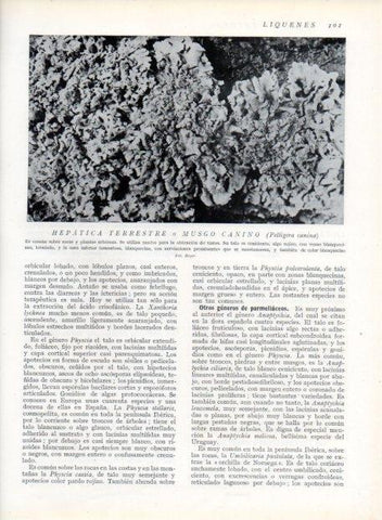 LAMINA V13610: Hepatica terrestre o Musgo canino