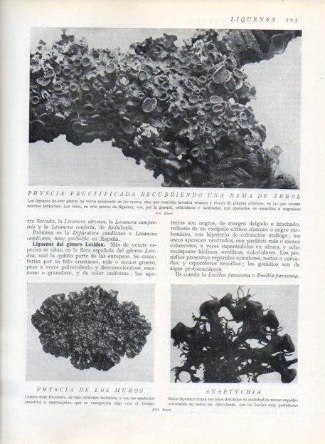 LAMINA V13611: Physcia fructificada y Phuscia de los muros