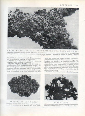 LAMINA V13611: Physcia fructificada y Phuscia de los muros