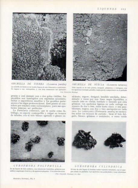 LAMINA V13612: Orchilla de tierra y Gyrophora polyphylla