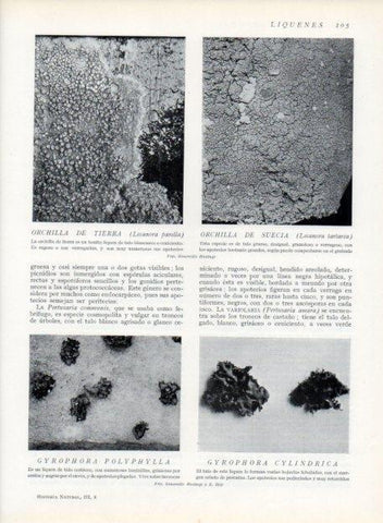 LAMINA V13612: Orchilla de tierra y Gyrophora polyphylla