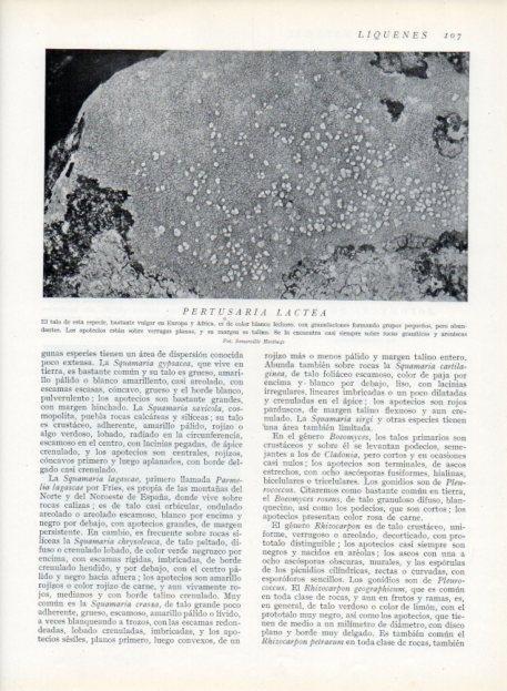 LAMINA V13613: Pertusaria lactea