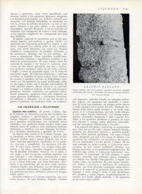 LAMINA V13614: Graphis elegans