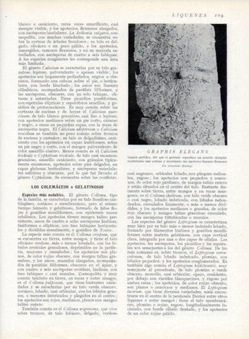 LAMINA V13614: Graphis elegans