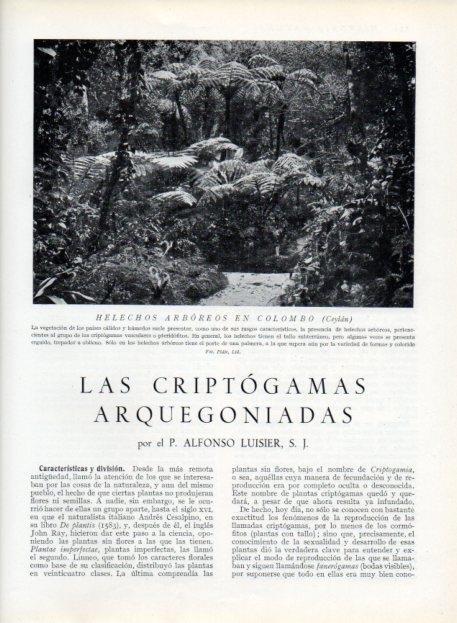 LAMINA V13615: Helechos arboreos en Colombo, Ceylan