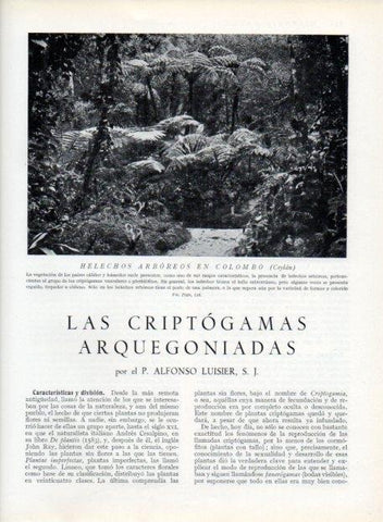 LAMINA V13615: Helechos arboreos en Colombo, Ceylan