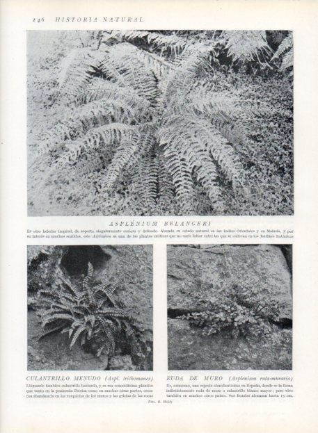 LAMINA V13628: Asplenium belangeri y Culantrillo menudo