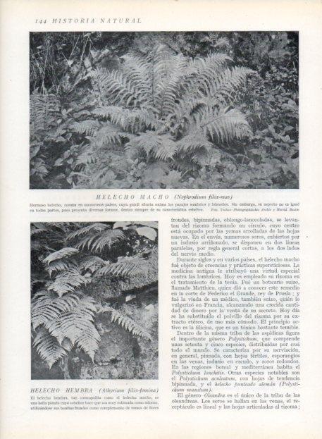 LAMINA V13626: Helecho macho y helecho hembra