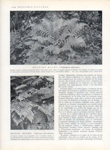 LAMINA V13626: Helecho macho y helecho hembra