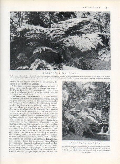 LAMINA V13625: Alsophila malzinei 