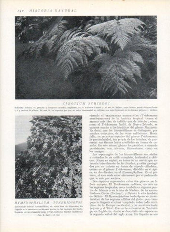 LAMINA V13624: Cibotium schiedei y Hymenophyllum tunbridgense