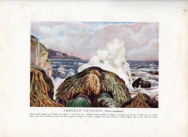 LAMINA V13598: Sargazo vejigoso o Fucus vesiculosus