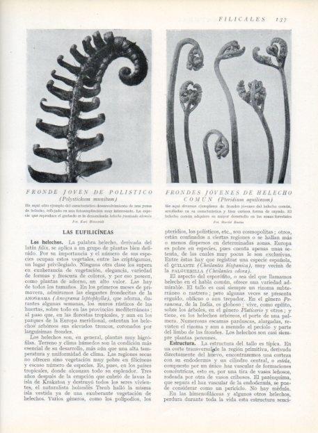 LAMINA V13623: Fronde joven de polistico y de helecho comun