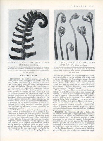 LAMINA V13623: Fronde joven de polistico y de helecho comun