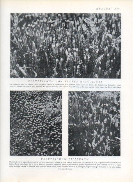 LAMINA V13621: Polytrichum con flores masculinas
