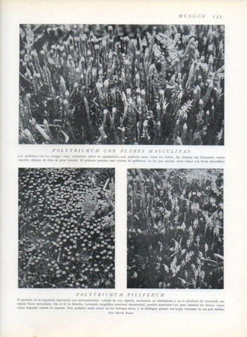 LAMINA V13621: Polytrichum con flores masculinas