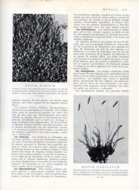 LAMINA V13620: Mnium Hornum y Mnium undulatum
