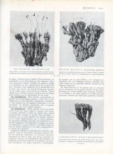 LAMINA V13619: Dicranum scoparium y Musgo blanco