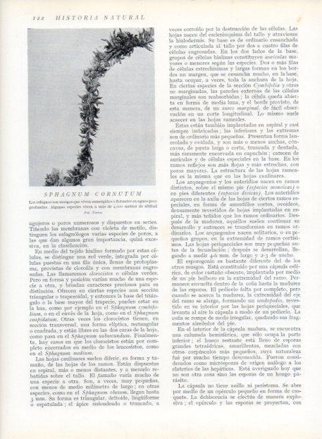 LAMINA V13618: Shagnum cornutum