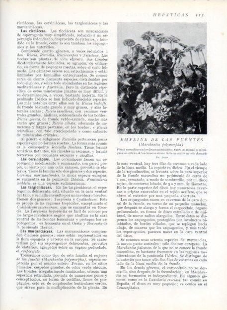 LAMINA V13617: Empeine de las fuentes