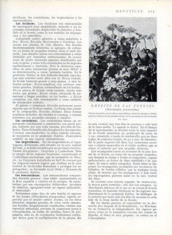 LAMINA V13617: Empeine de las fuentes