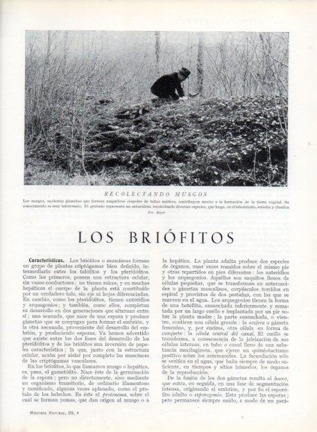 LAMINA V13616: Recolectando musgos