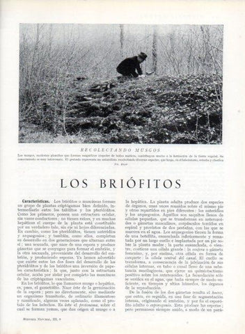 LAMINA V13616: Recolectando musgos