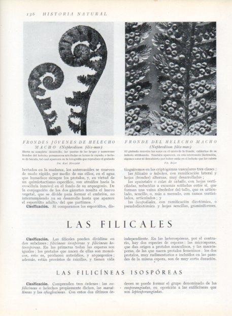 LAMINA V13622: Frondes jovenes de helecho macho 
