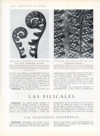 LAMINA V13622: Frondes jovenes de helecho macho 