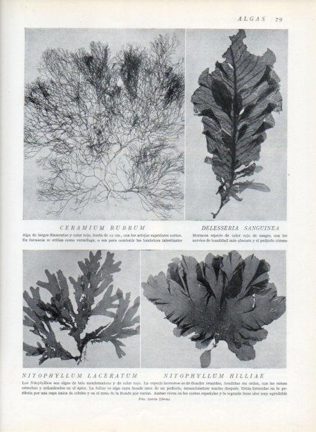 LAMINA V13597: Ceramium rubrum y Delesseria sanguinea