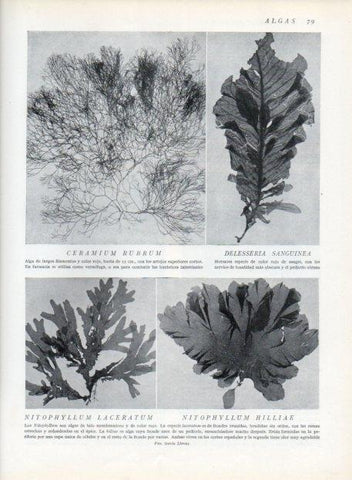 LAMINA V13597: Ceramium rubrum y Delesseria sanguinea