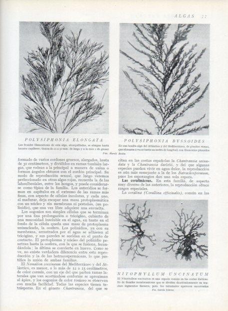 LAMINA V13596: Polysiphinia elongata y Polysiphonia byssoides