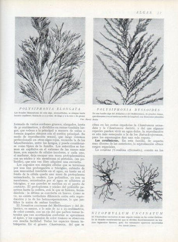 LAMINA V13596: Polysiphinia elongata y Polysiphonia byssoides