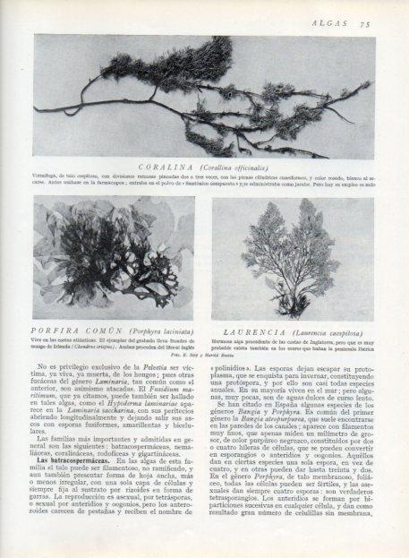 LAMINA V13595: Coralina, Porfiria comun y Laurencia