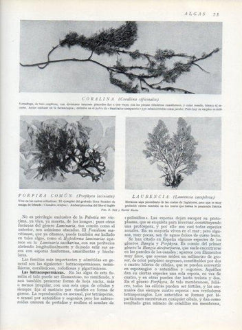 LAMINA V13595: Coralina, Porfiria comun y Laurencia