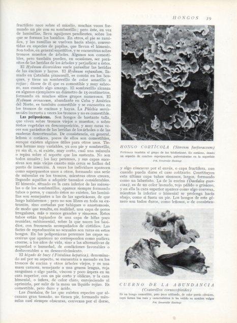 LAMINA V13574: Hongo corticola y Cuerno de la abundancia