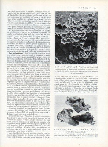 LAMINA V13574: Hongo corticola y Cuerno de la abundancia