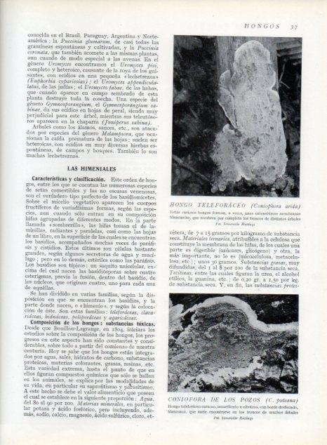 LAMINA V13573: Hongo teleforaceo y Coniofora de los pozos