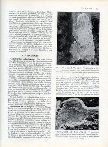 LAMINA V13573: Hongo teleforaceo y Coniofora de los pozos