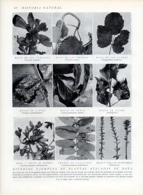 LAMINA V13572: Ejemplos de plantas atacadas de roya