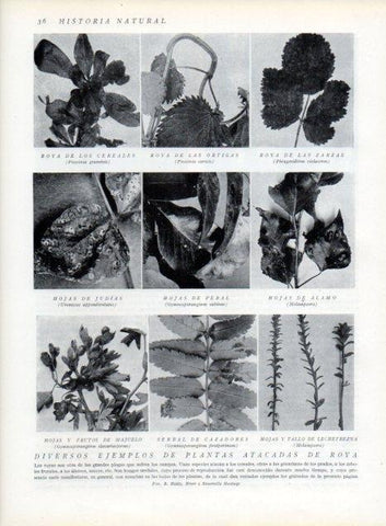 LAMINA V13572: Ejemplos de plantas atacadas de roya