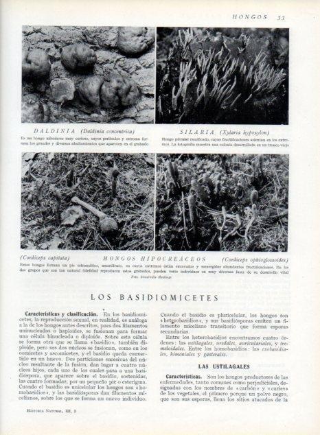 LAMINA V13571: Daldinia, Silaria y Hongos hipocreaceos