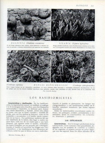 LAMINA V13571: Daldinia, Silaria y Hongos hipocreaceos