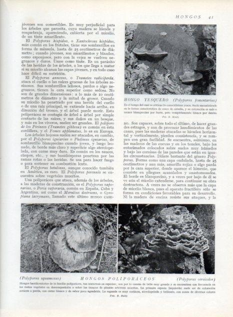 LAMINA V13577: Hongo yesquero y Hongos poliporaceos