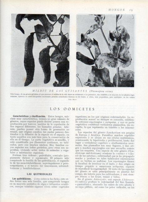 LAMINA V13568: Mildiu de los guisantes