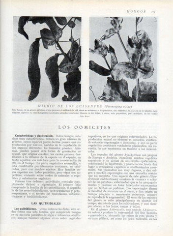 LAMINA V13568: Mildiu de los guisantes
