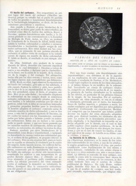 LAMINA V13566: Vibrion del colera despues de 31 años de cultivo