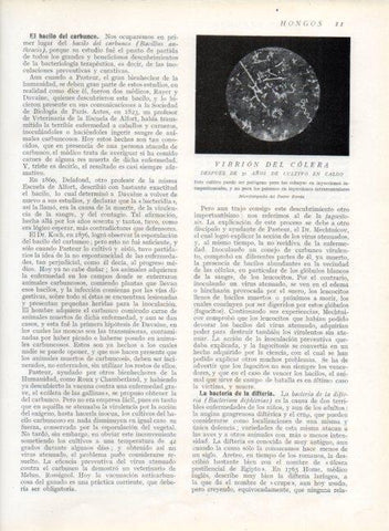 LAMINA V13566: Vibrion del colera despues de 31 años de cultivo