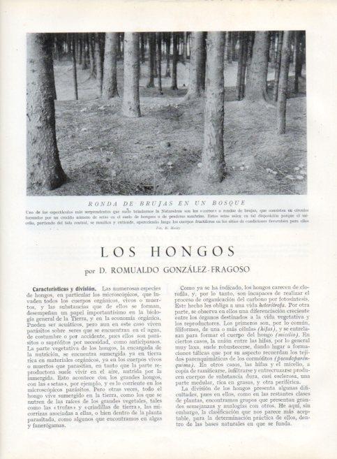 LAMINA V13565: Ronda de brujas en un bosque